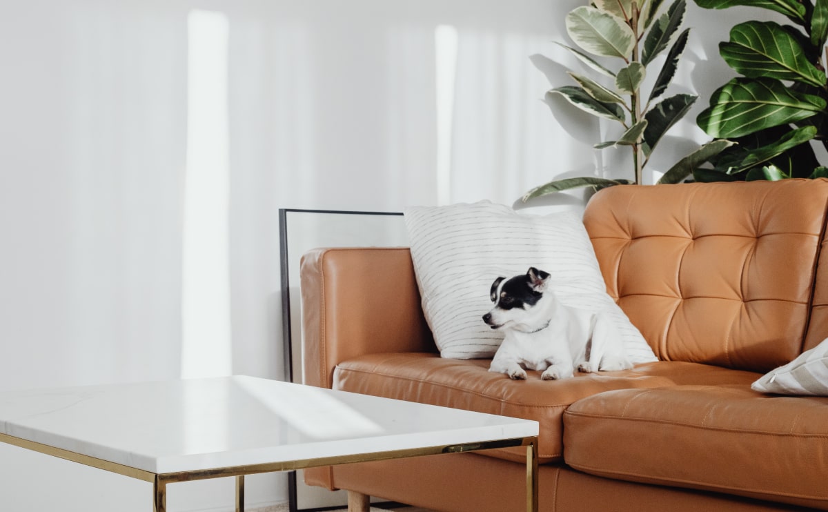 Cozy living room with tan leather sofa, white marble coffee table, indoor plants, and a small dog resting on the couch.